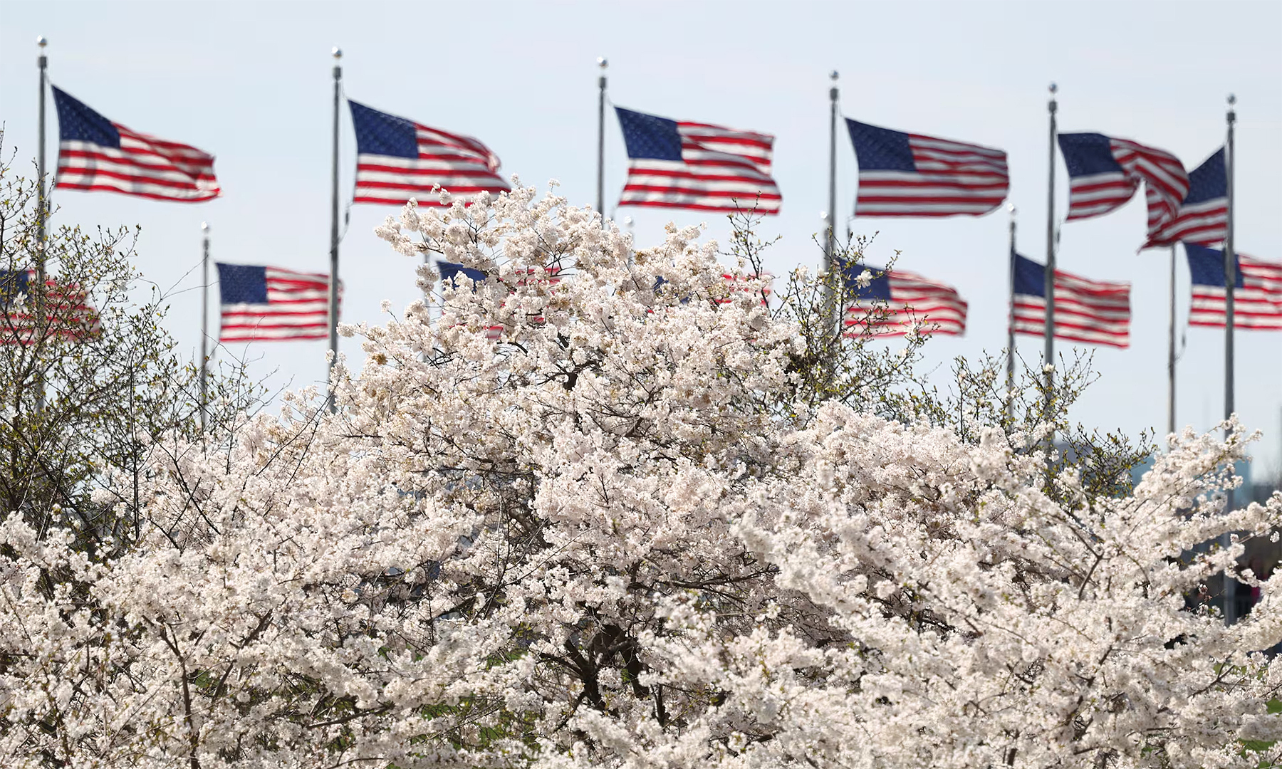 Cherry blossoms bloom in Washington