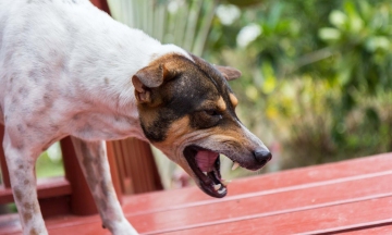 Do minor dog bites that do not bleed require a rabies vaccine?