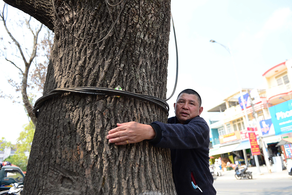 Series of old trees in Da Lat die after road construction