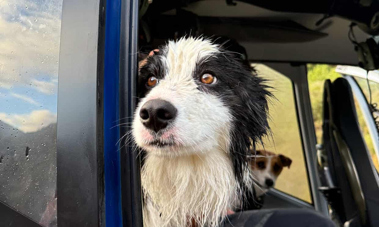 Beloved dog rescued by helicopter thanks to donations