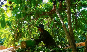 Coffee prices plummet