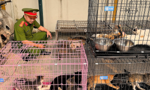 Large-scale cat theft ring selling for meat discovered