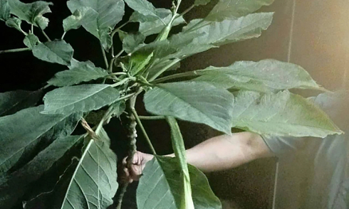 Three people poisoned after eating unknown wild vegetables