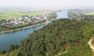 A precious wood forest preserved for 6 centuries