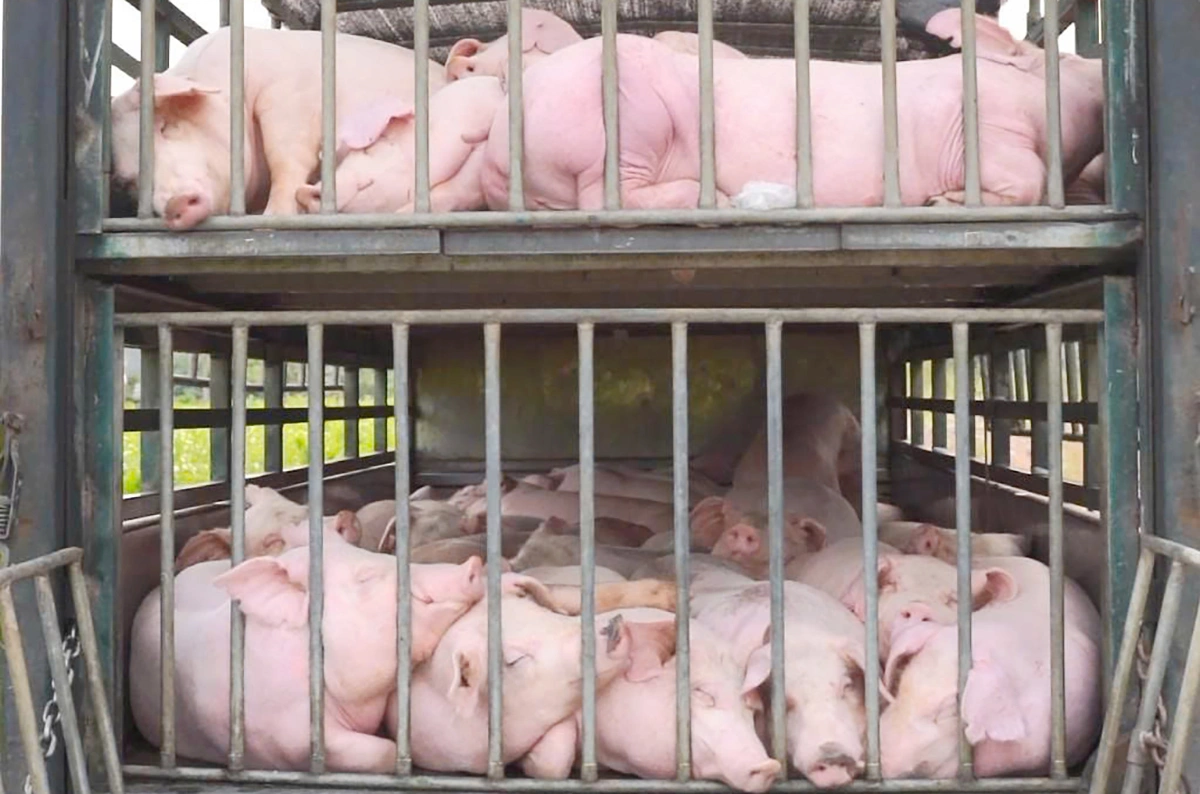 Truck carrying 100 diseased pigs to the South intercepted