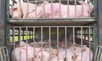 Truck carrying 100 diseased pigs to the South intercepted