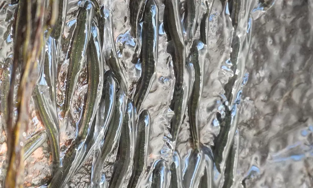 Fish climb 10 hours to conquer waterfall