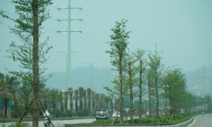 Planting taiwanese almond trees in central Thanh Hoa city
