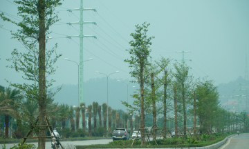 Planting taiwanese almond trees in central Thanh Hoa city