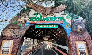 Parents distracted by phones, let 17-month-old crawl near wolf enclosure