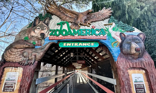 Parents distracted by phones, let 17-month-old crawl near wolf enclosure