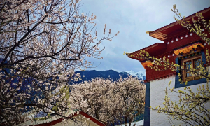 Tibet awash in cherry blossom hues