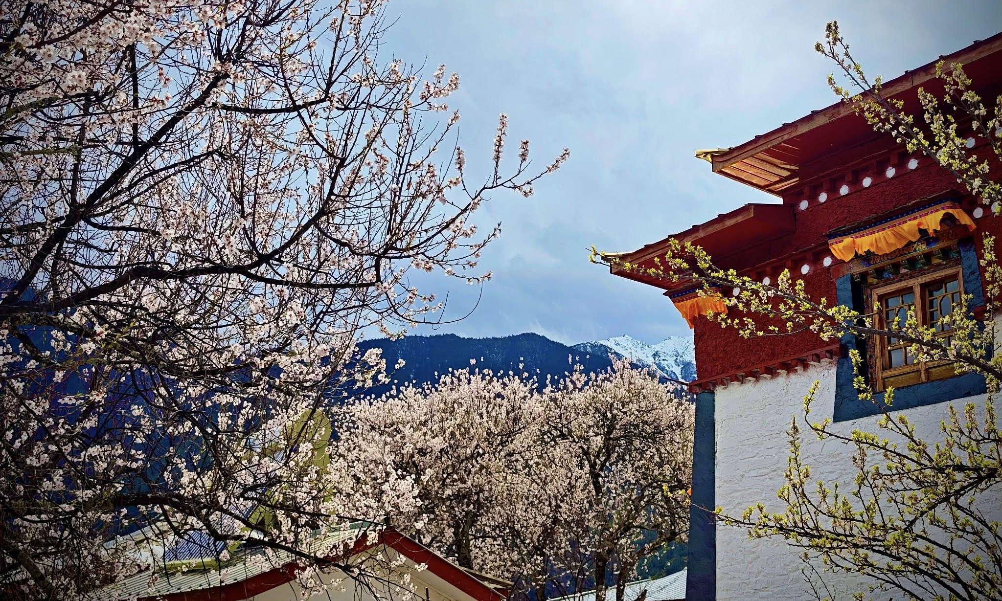 Tibet awash in cherry blossom hues