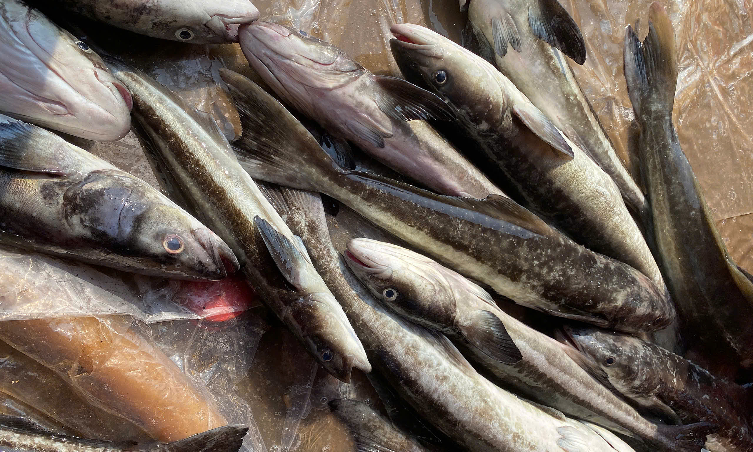 Mass cobia deaths in Ly Son, farmers lose billions of dong