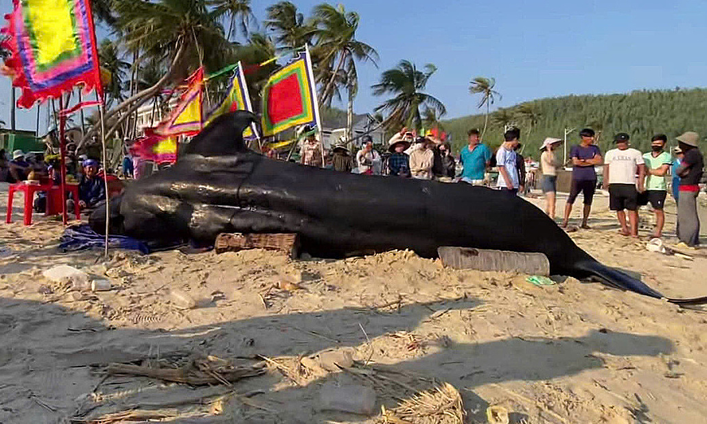 Two-ton whale washes ashore in Dak Lak