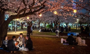 Controversy over tourists dancing at Japan's cherry blossom viewing spots