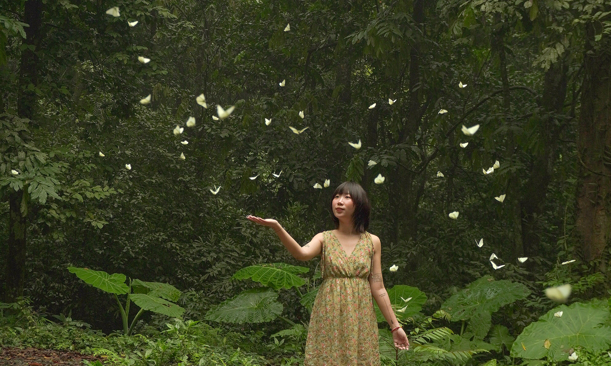 Cuc Phuong National Park sees surge in visitors for early butterfly season