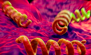 A 20-year-old man contracts syphilis after sexual contact