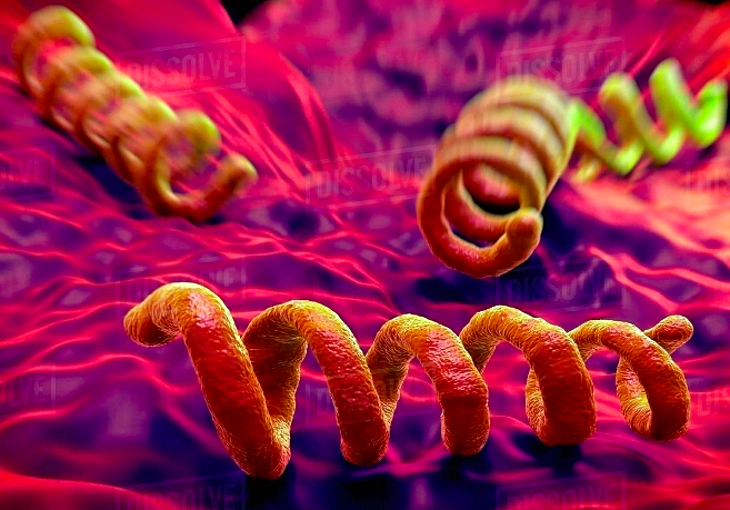 A 20-year-old man contracts syphilis after sexual contact