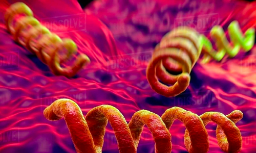 A 20-year-old man contracts syphilis after sexual contact