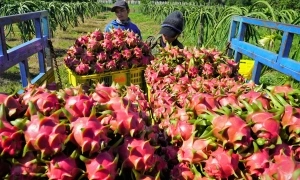 Dragon fruit exports to Thailand, Middle East surge