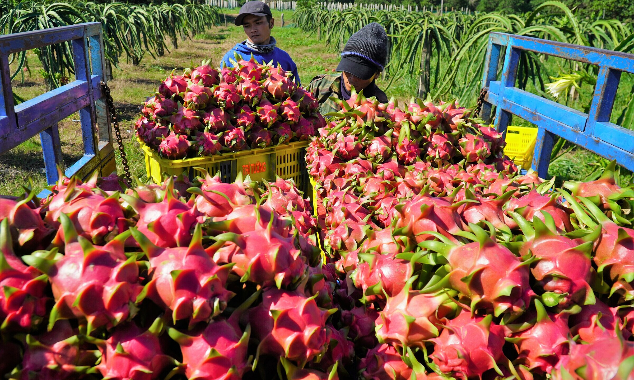 Dragon fruit exports to Thailand, Middle East surge