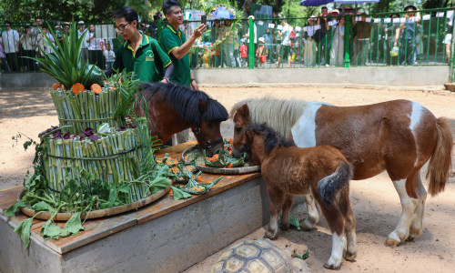 Visitors flock to Saigon Zoo and Botanical Garden for pony birthday celebration