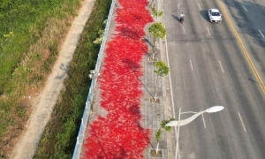 The 9 km road bright red with chili in Quang Ngai