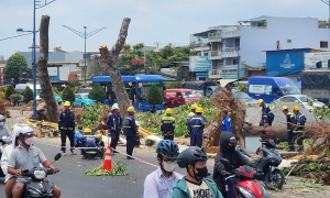 TP HCM relocates over 400 trees for Ben Thanh - Tham Luong metro line