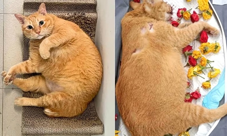 Man receives record sentence for cat abuse after breakup