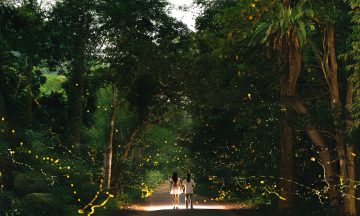 A nocturnal spectacle: Chasing fireflies in Cuc Phuong forest
