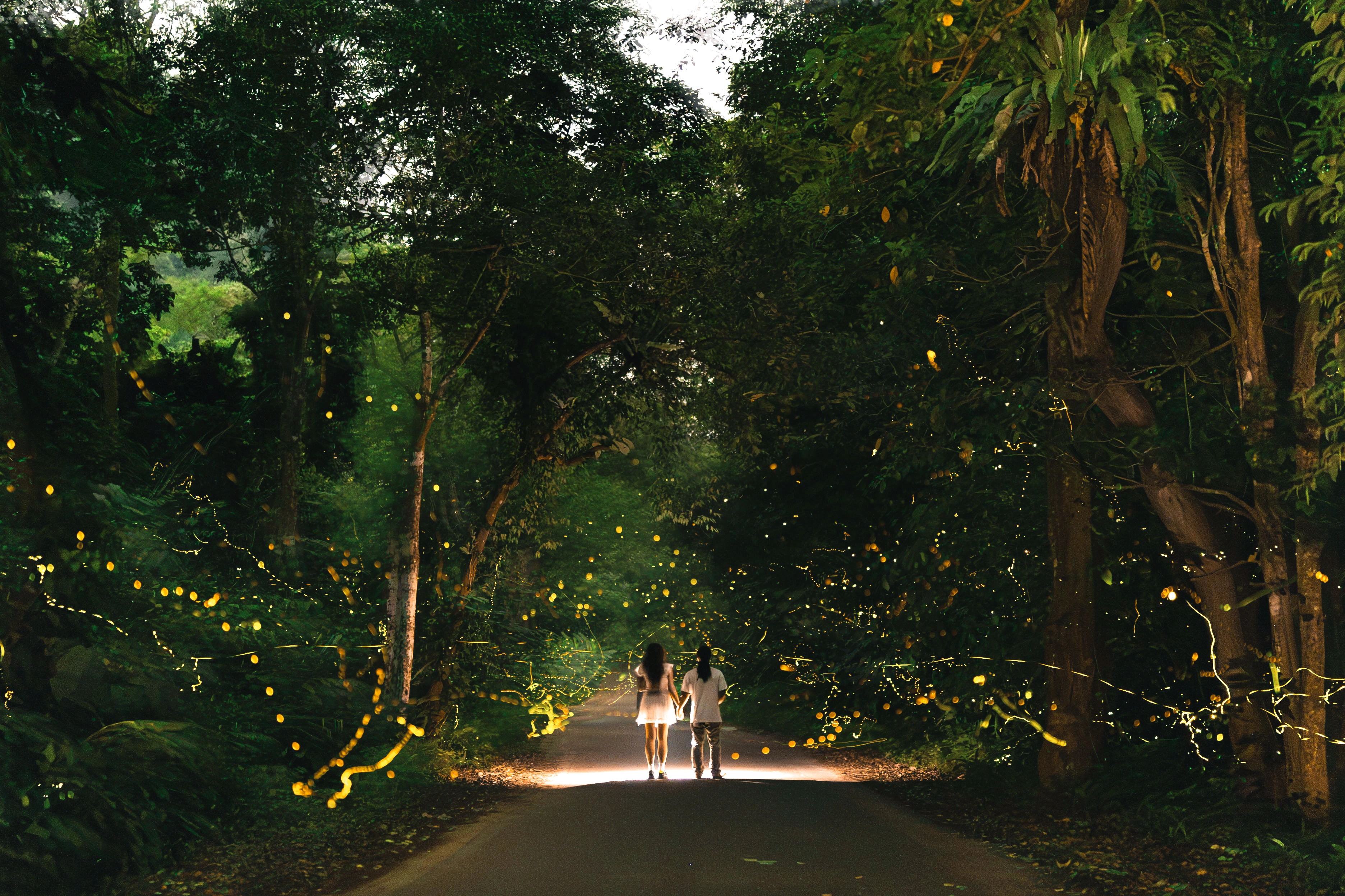 A nocturnal spectacle: Chasing fireflies in Cuc Phuong forest