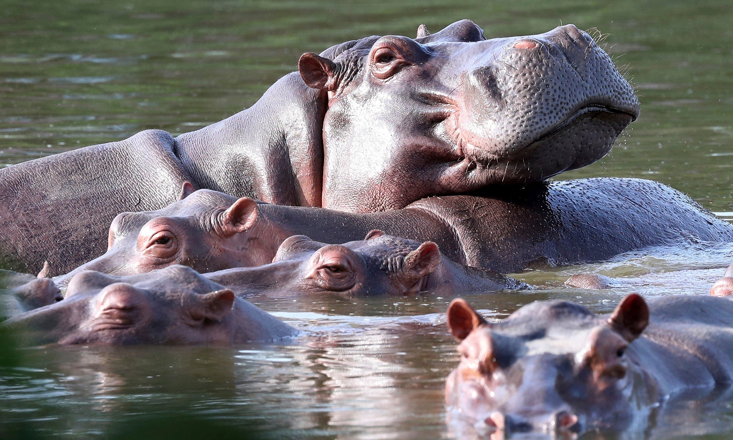 Colombia plans to cull drug lord's hippopotamus herd