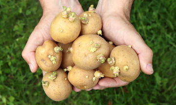 Don't eat sprouted potatoes to avoid neurotoxicity
