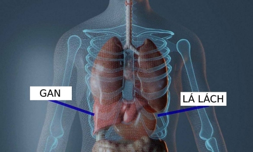 US doctor indicted for mistakenly removing organ, causing patient's death