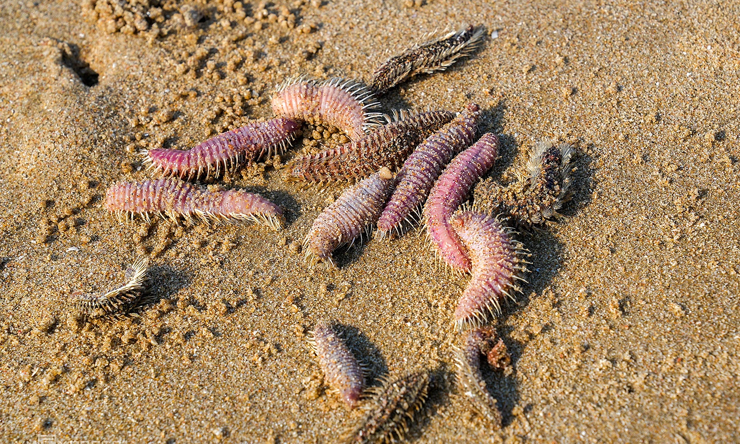 Sea worms and jellyfish surge at Vung Tau's Bai Sau beach