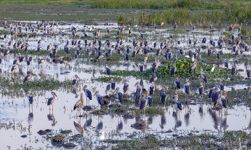 Rare asian openbill storks appear in Dak Lak