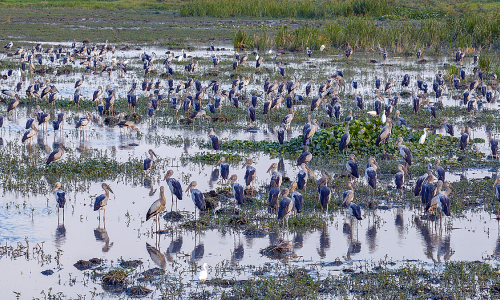 Rare asian openbill storks appear in Dak Lak