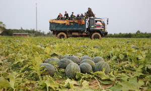 Watermelon sells for 3,000 dong per kg, farmers face heavy losses