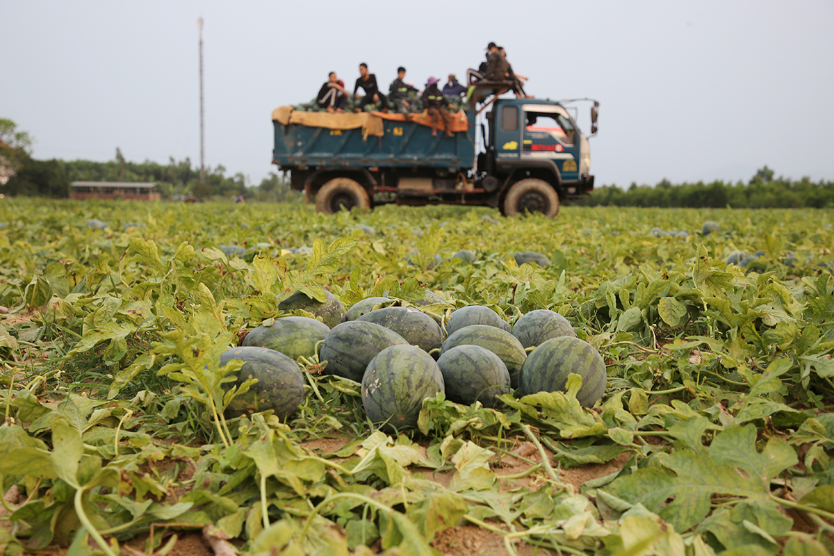 Watermelon sells for 3,000 dong per kg, farmers face heavy losses
