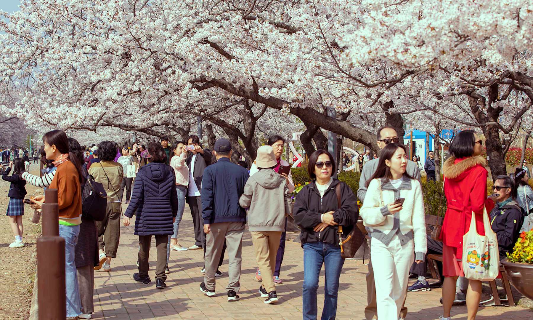 Tourists flock to south korea for cherry blossom viewing