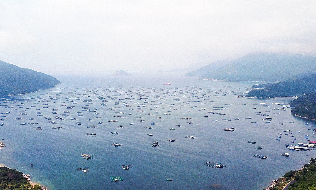 Over 37,000 lobster and fish cages to be relocated in Vung Ro Bay