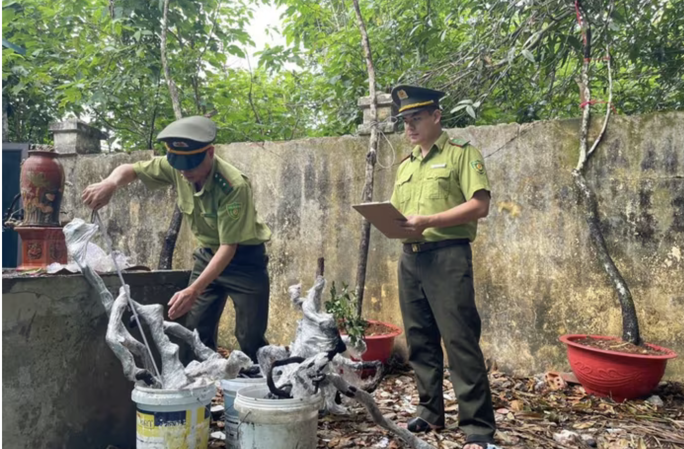 Returning Syzygium myrtifolium to the forest