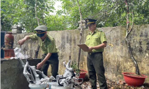 Returning Syzygium myrtifolium to the forest