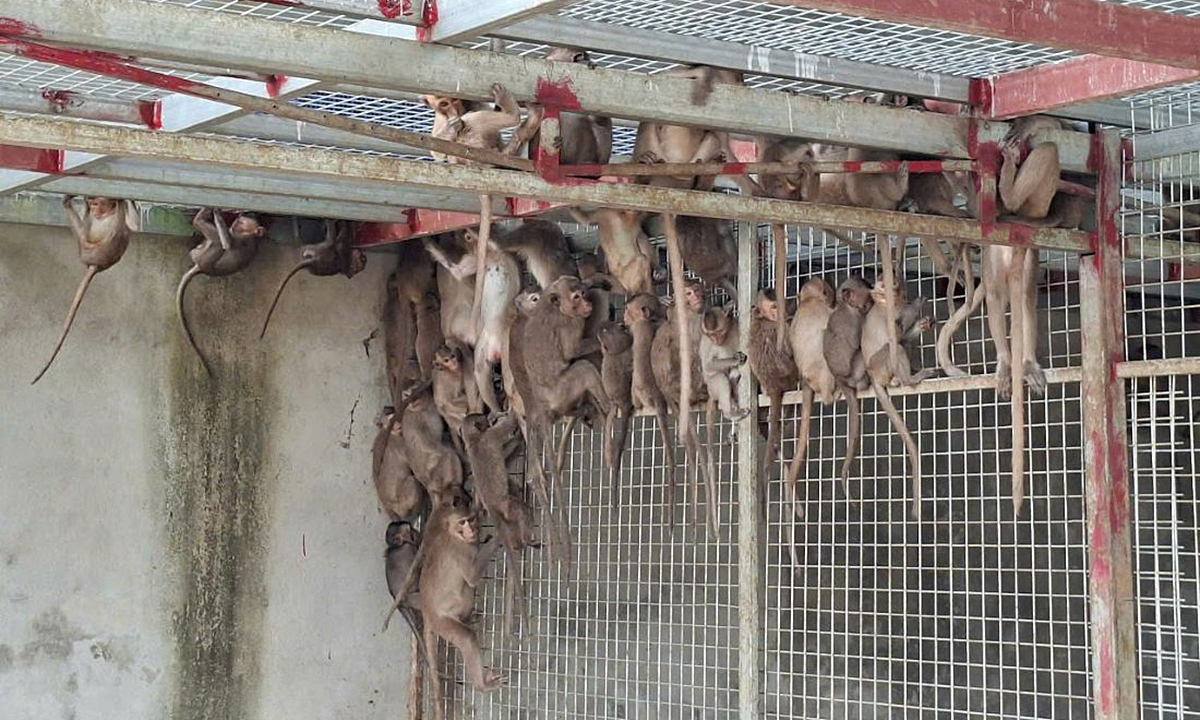 More than 180 monkeys in passenger vehicle packed with rare animals