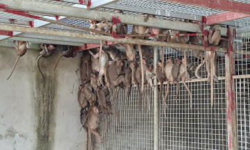 More than 180 monkeys in passenger vehicle packed with rare animals