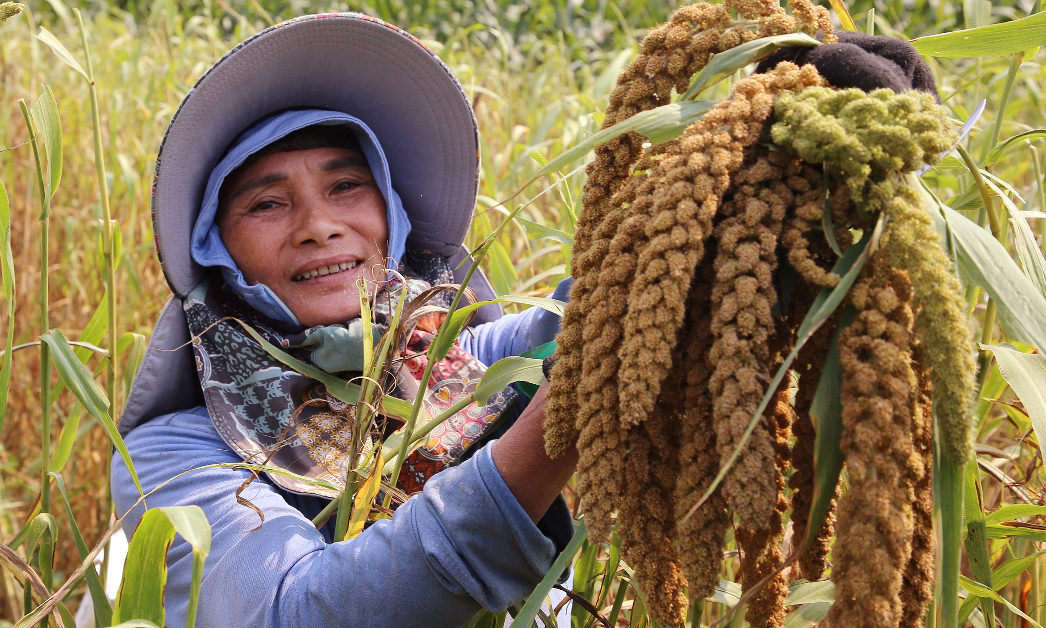 Golden millet season by the Son River