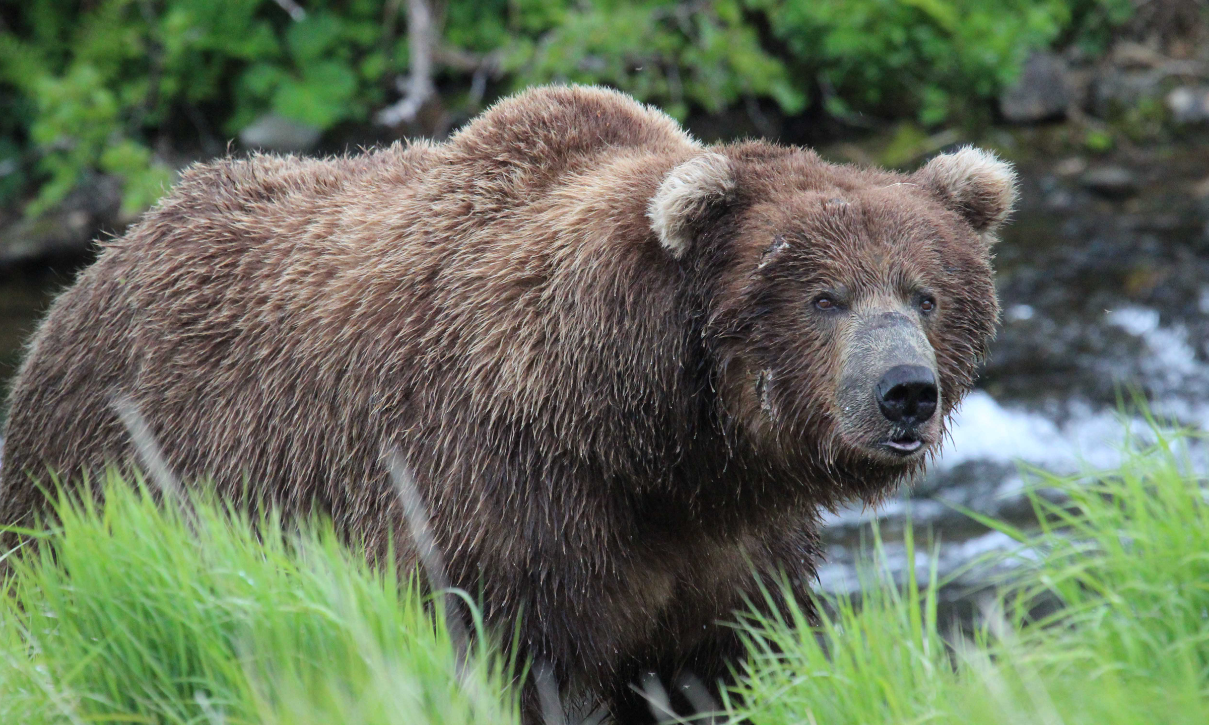 Two US soldiers severely injured after bear encounter during training