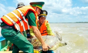 Release of over 60 kg sea turtle back to nature