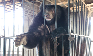 Residents hand over two moon bears after two decades of captivity